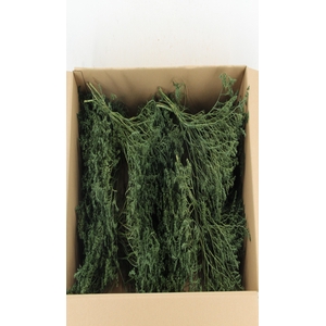 DF Gonio Tataricum Bs Olive Green 30cm