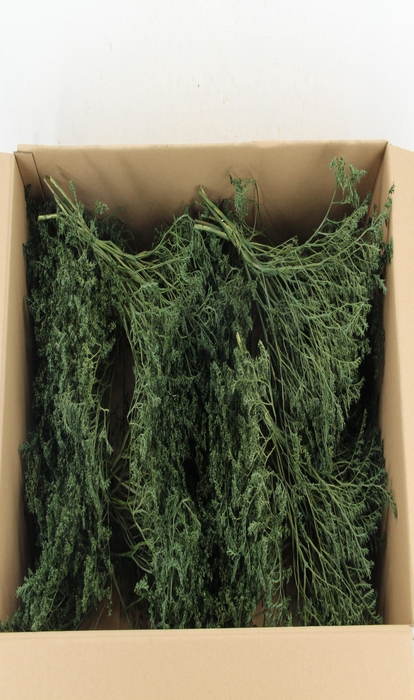 <h4>DF Gonio Tataricum Bs Olive Green 30cm</h4>