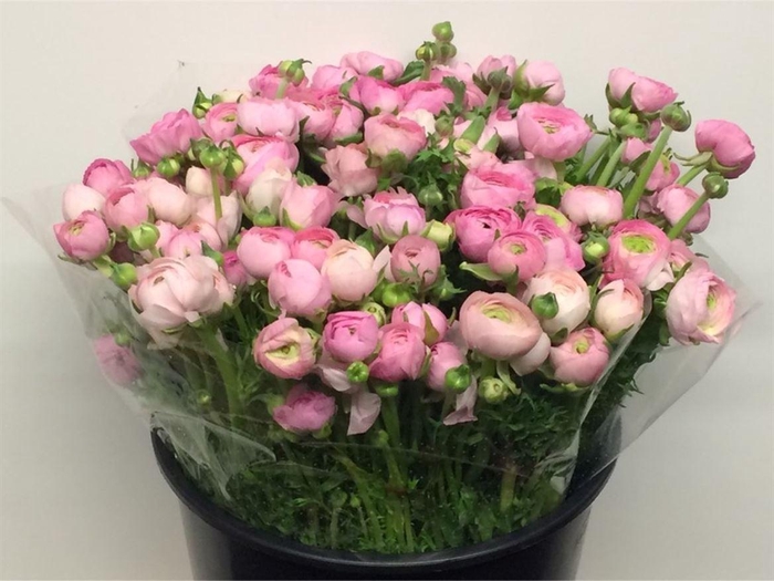 <h4>Ran El Pink Super</h4>