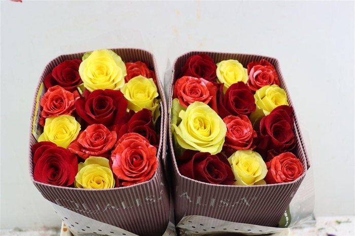 <h4>R Gr Rainbow</h4>