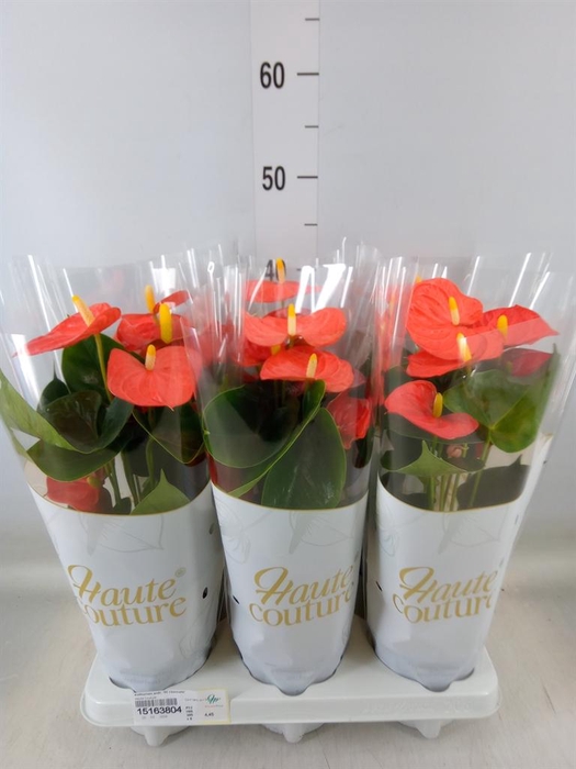 <h4>Anthurium andr. 'FC cinemato'</h4>