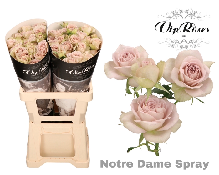 <h4>R Tr Notre Dame</h4>