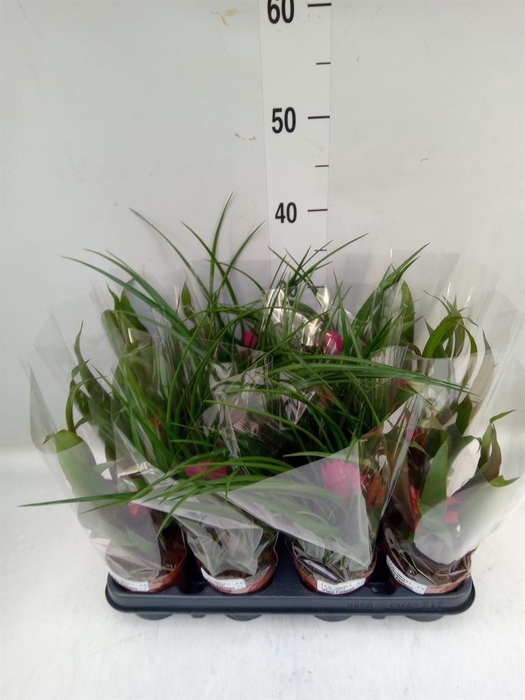 <h4>Bromelia   ...mix</h4>
