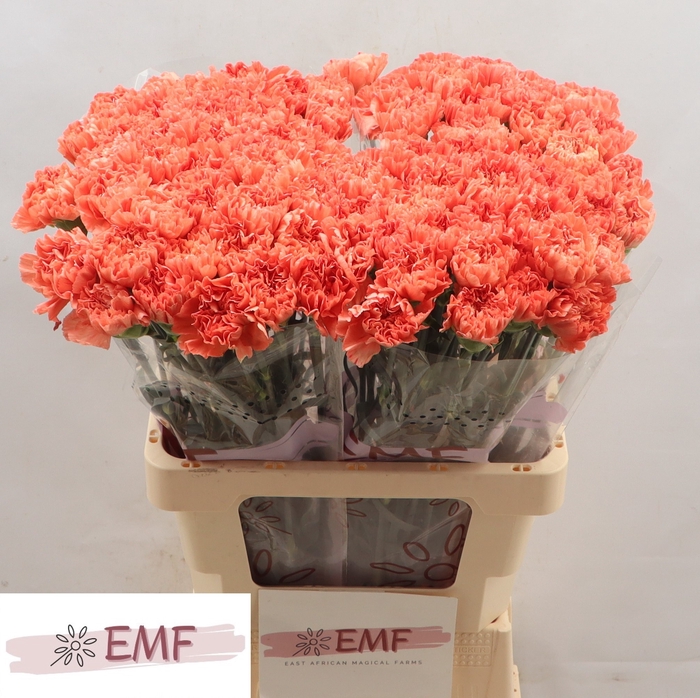 <h4>Di St Tamarind EMF</h4>