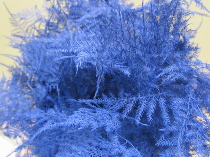 <h4>Asp Lang Get Blauw</h4>