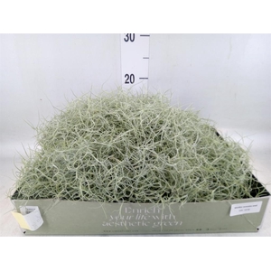 Tillandsia usneoides