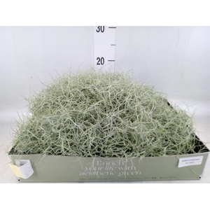 Tillandsia usneoides