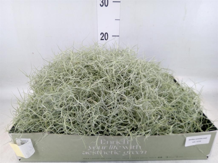 <h4>Tillandsia usneoides</h4>