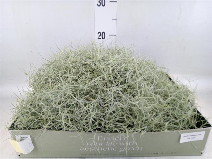 <h4>Tillandsia usneoides</h4>