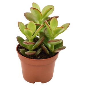 Crassula Minor