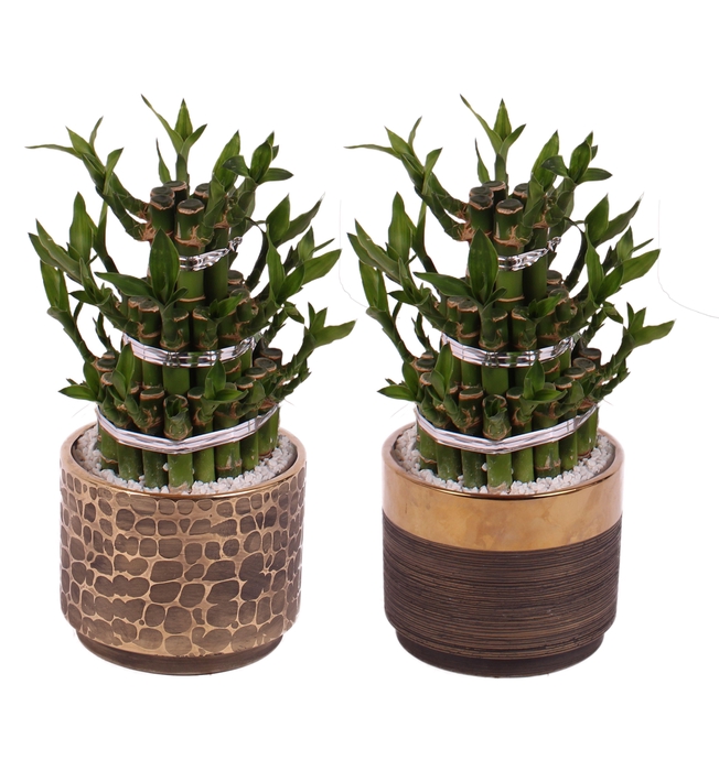 <h4>Lucky Bamboo Shape Round 3B Ø13cm Ceramic PL568</h4>