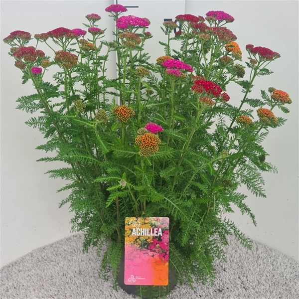 <h4>Achillea Skysail Trio P26</h4>