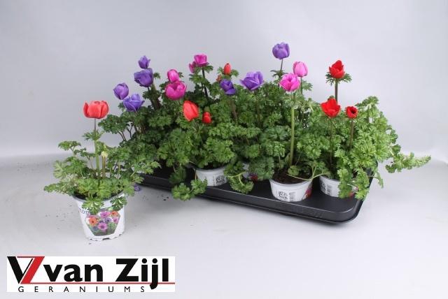 <h4>ANEM CO HARM GEM</h4>