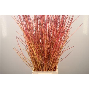Cornus Sa Winter Bea