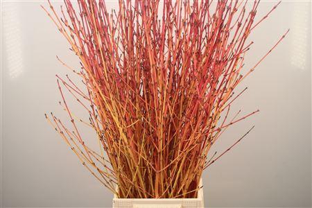 <h4>Cornus Sa Winter Bea</h4>