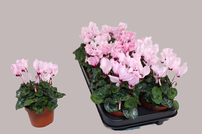 <h4>CYCL KL OVERIG</h4>