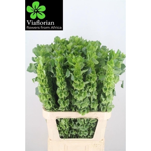 MOLUCCELLA STUK