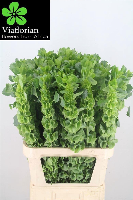 <h4>MOLUCCELLA STUK</h4>