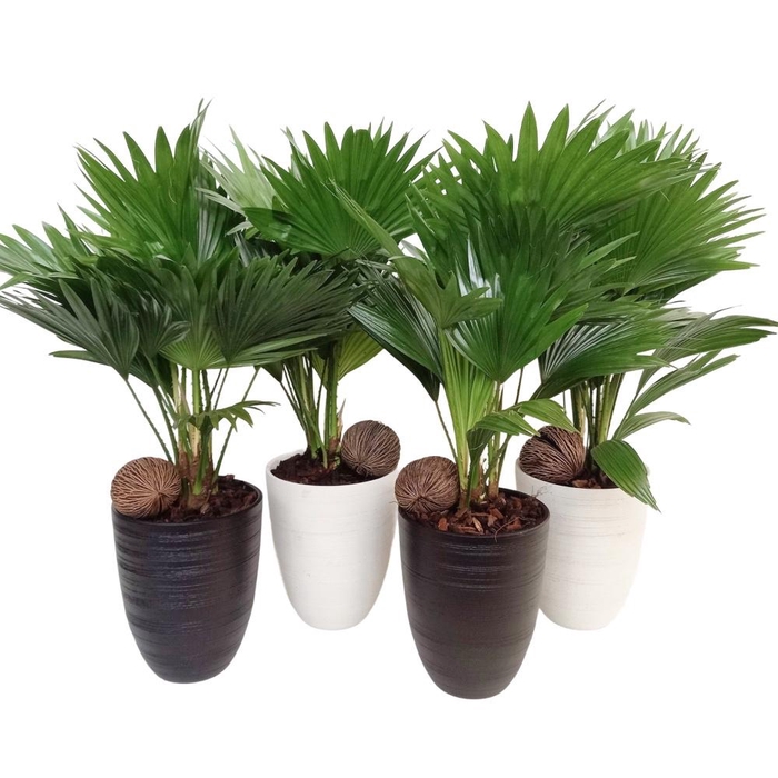 <h4>Livistona 830 mix Praag</h4>