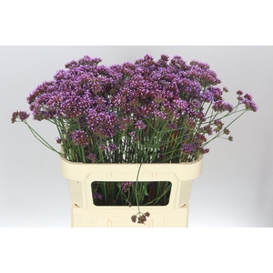 Verbena Ov