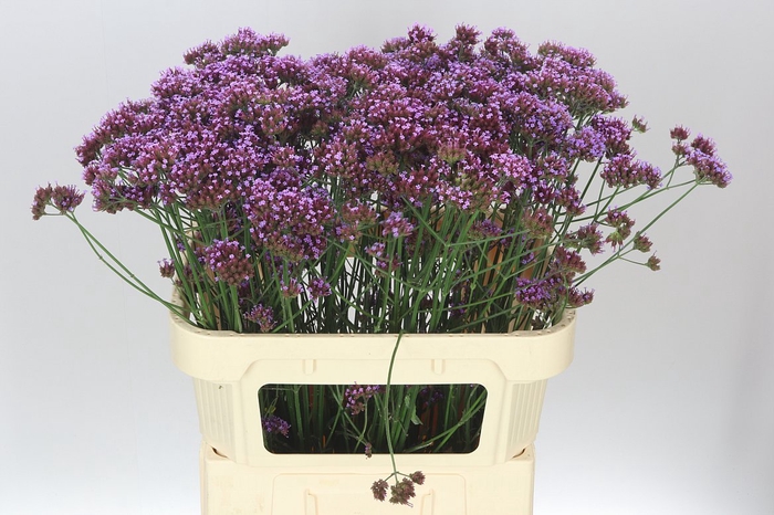 <h4>Verbena Ov</h4>