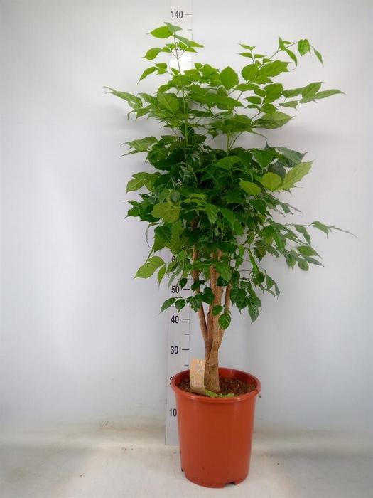 <h4>Radermachera sinica</h4>