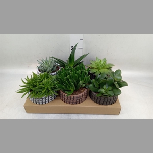 Succulents   ...