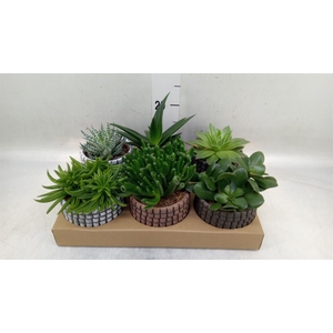 Succulents   ...