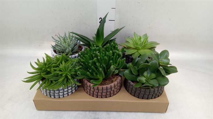 <h4>Succulents   ...</h4>