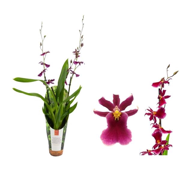 <h4>Inca Cambria Blossomfalls 2 spike 9cm in luxury jungle cover</h4>