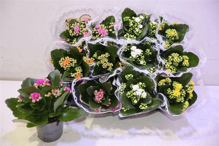 <h4>arr8 Kal Ge Gem 5 Kl</h4>