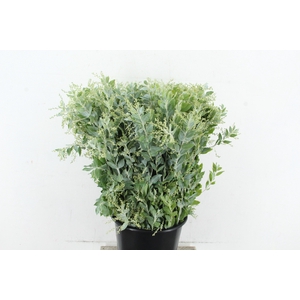 ACACIA MIMOSA DENIS BODEN 200GR