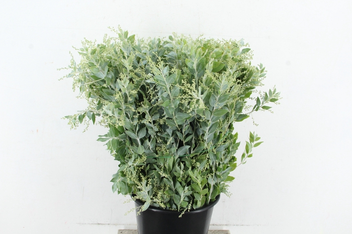 <h4>ACACIA MIMOSA DENIS BODEN 200GR</h4>