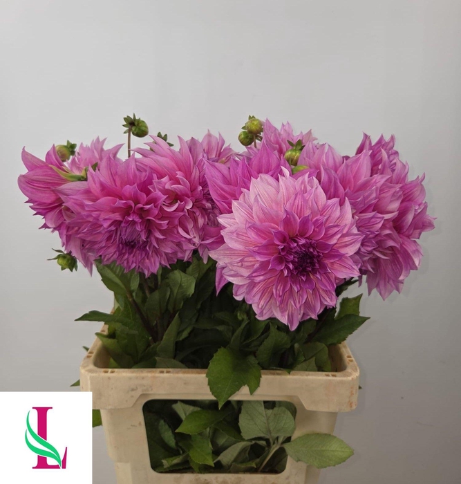 <h4>DAHL CAFE LAIT ROSE</h4>