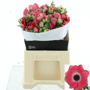 ANEM CO MIS + PINKIE