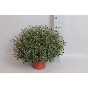 Bolchrysant uzari Red