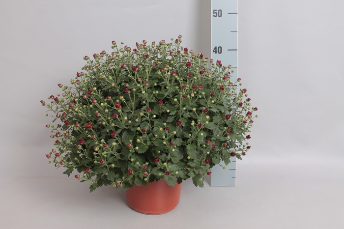 Bolchrysant uzari Red