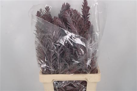 <h4>Acacia Luna D Argento Red Per Bunch</h4>