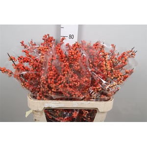 Ilex Ve Oudijks Orange