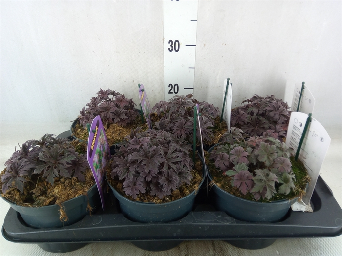 <h4>Geranium   ...</h4>