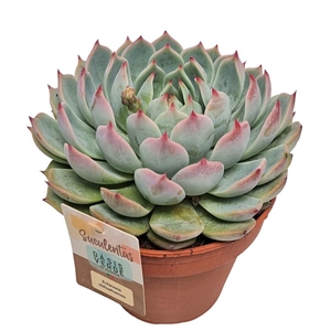 Echeveria Chihuahuaensis - 1154