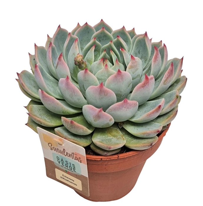 <h4>Echeveria Chihuahuaensis - 1154</h4>