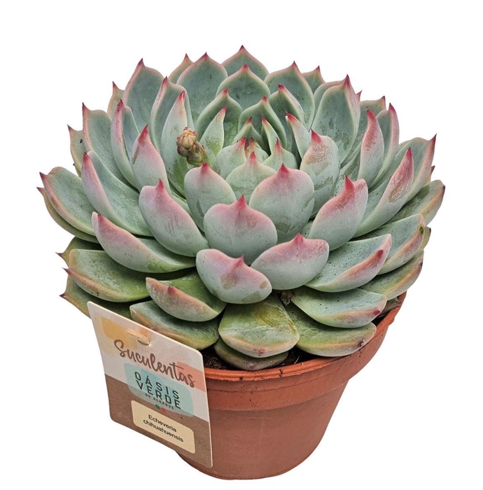 <h4>Echeveria Chihuahuaensis - 1154</h4>