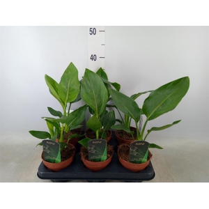 Strelitzia reg.   ...no flowers