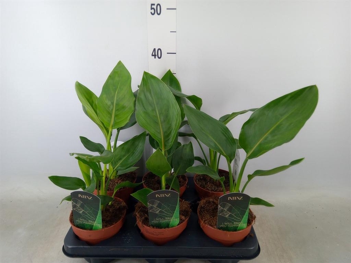 <h4>Strelitzia reg. ...no flowers</h4>