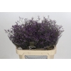 Limonium Safora Dark Blue