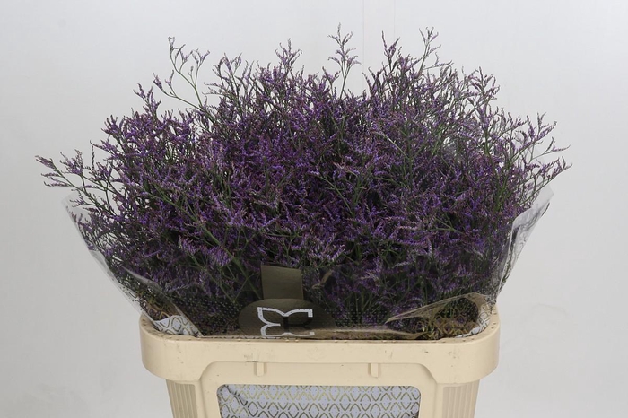 <h4>Limonium Safora Dark Blue</h4>