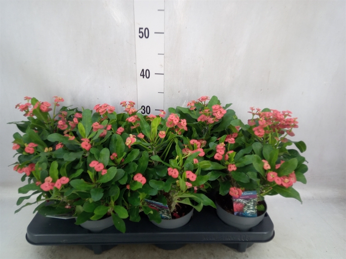 <h4>Euphorbia milii 'Vulcanus'</h4>