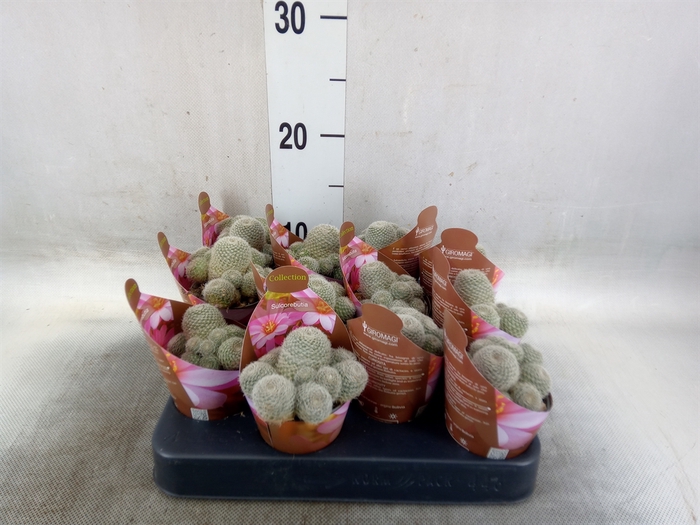<h4>Cactus   ...</h4>