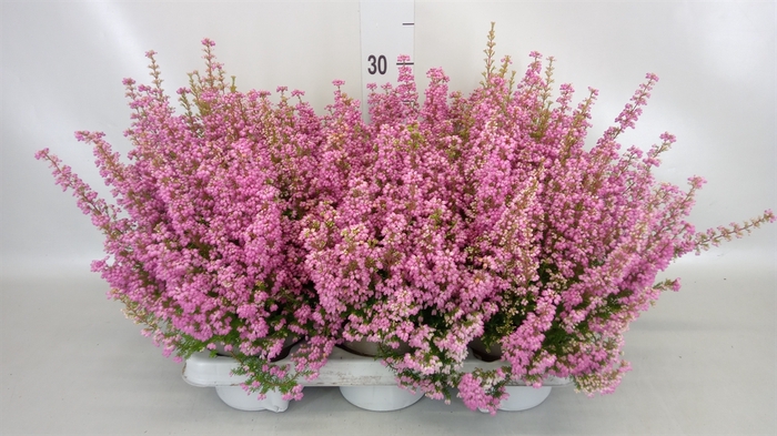 <h4>Erica gracilis 'African Wonder'</h4>